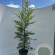 Cupressocyparis leylandii 100-125 cm 5,0L