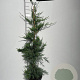 Cupressocyparis leylandii 100-125 cm 5,0L