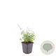 Nepeta faassenii 'Grol' GM P9