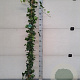 Hedera hibernica 180 cm 2,0L met stok