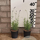 Lavandula ang. 'Hidcote' 15-20 cm P13