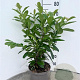 Prunus l. 'Novita' 80-100 cm 5,0L