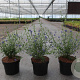 Ceanothus 'Concha' 25-30 cm 3,5L