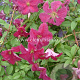 Clematis 'Abundance' GM 2,0L leverbaar
