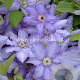 Clematis 'Alice Fisk' GM 2,0L leverbaar