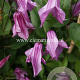 Clematis 'Aljonushka' GM 2,0L leverbaar