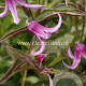 Clematis 'Andante' GM 2,0L leverbaar