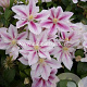 Clematis 'Andromeda' GM 2,0L leverbaar
