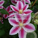 Clematis Angela GM 2,0L leverbaar