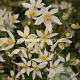 Clematis 'Anita' GM 2,0L leverbaar