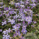 Clematis 'Arabella' GM 2,0L leverbaar