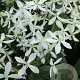 Clematis armandii GM 2,0L leverbaar