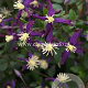 Clematis aromatica GM 2,0L leverbaar