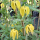 Clematis 'Aureolin' GM 2,0L leverbaar