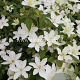 Clematis Baby Star GM 2,0L leverbaar