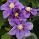 Clematis 'Barbara Jackman' GM 2,0L leverbaar