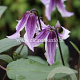 Clematis 'Benedikt' GM 2,0L leverbaar