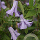 Clematis 'Betty Corning' GM 2,0L leverbaar