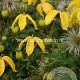 Clematis 'Bill MacKenzie' GM 2,0L leverbaar