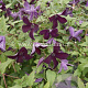 Clematis 'Black Prince' GM 2,0L leverbaar