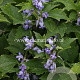 Clematis 'Blue Dwarf' GM 2,0L leverbaar