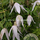 Clematis 'Broughton Bride' GM 2,0L leverbaar