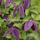 Clematis 'Brunette' GM 2,0L leverbaar