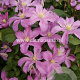 Clematis 'Comtesse de Bouchaud' GM 2,0L leverbaar