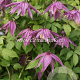 Clematis 'Cragside' GM 2,0L leverbaar