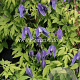 Clematis 'Cyanea' GM 2,0L leverbaar