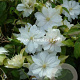 Clematis Dancing Dorien GM 2,0L leverbaar