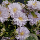 Clematis Dancing King GM 2,0L leverbaar