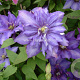 Clematis 'Daniel Deronda' GM 2,0L leverbaar