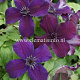 Clematis 'Dark Eyes' GM 2,0L leverbaar