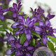 Clematis (Vit) day Glorious GM 2,0L leverbaar