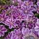 Clematis 'Dr Ruppel' GM 2,0L leverbaar