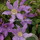 Clematis East River GM 2,0L leverbaar