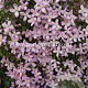 Clematis 'Elizabeth' GM 2,0L leverbaar