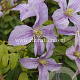 Clematis 'Emilia Plater' GM 2,0L leverbaar