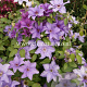 Clematis Esther GM 2,0L leverbaar