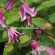 Clematis 'Etoile Rose' GM 2,0L leverbaar