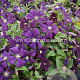 Clematis 'Etoile Violette' GM 2,0L leverbaar