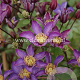 Clematis Exciting GM 2,0L leverbaar