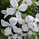 Clematis Forever Friends GM 2,0L leverbaar