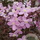 Clematis 'Fragrant Spring' GM 2,0L leverbaar
