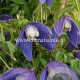 Clematis 'Frances Rivis' GM 2,0L leverbaar