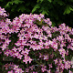 Clematis 'Freda' GM 2,0L leverbaar
