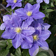 Clematis 'Fujimusume' GM 2,0L leverbaar