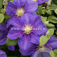 Clematis 'General Sikorski' GM 2,0L leverbaar