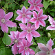 Clematis 'Girenas' GM 2,0L leverbaar